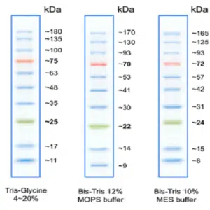 Prestained Protein Ladder10-170,100µl-SL7012