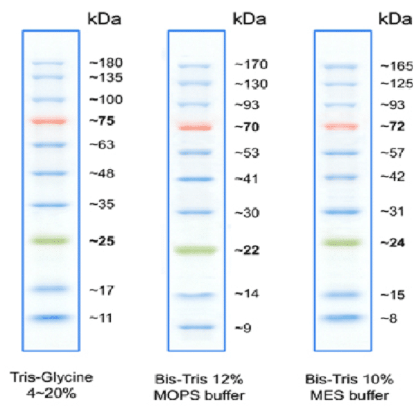 Prestained Protein Ladder10-170,100µl-SL7012