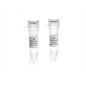 T4 DNA Ligase