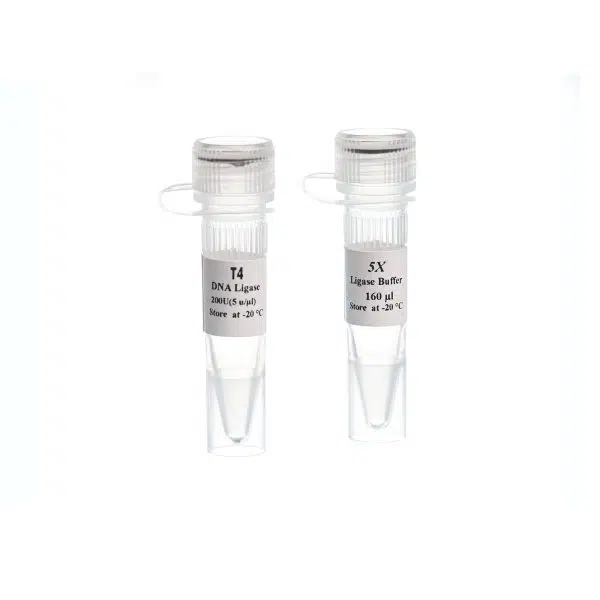 T4 DNA Ligase