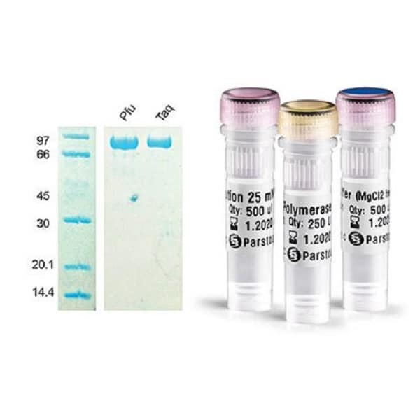 Pfu-DNA-Polymerase-1-500x445