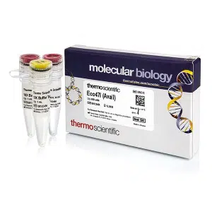 Eco47I (AvaII) (10 U/µL) - ER0311