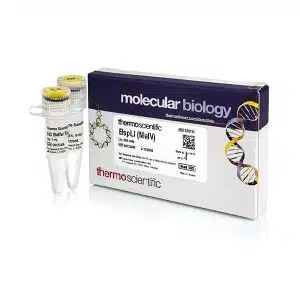 BspLI (NlaIV) (10 U/µL) - ER1151