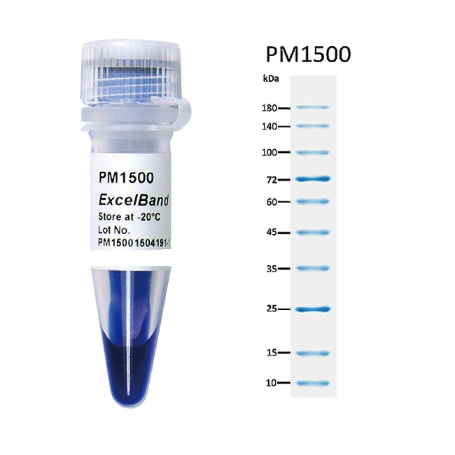 PRESTAIN PROTEIN LADDER PM1500