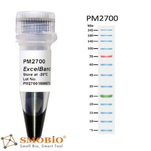 ExcelBand™ 3-color prestained Protein Marker- ladder (3.5-245 kDa), 250 μl